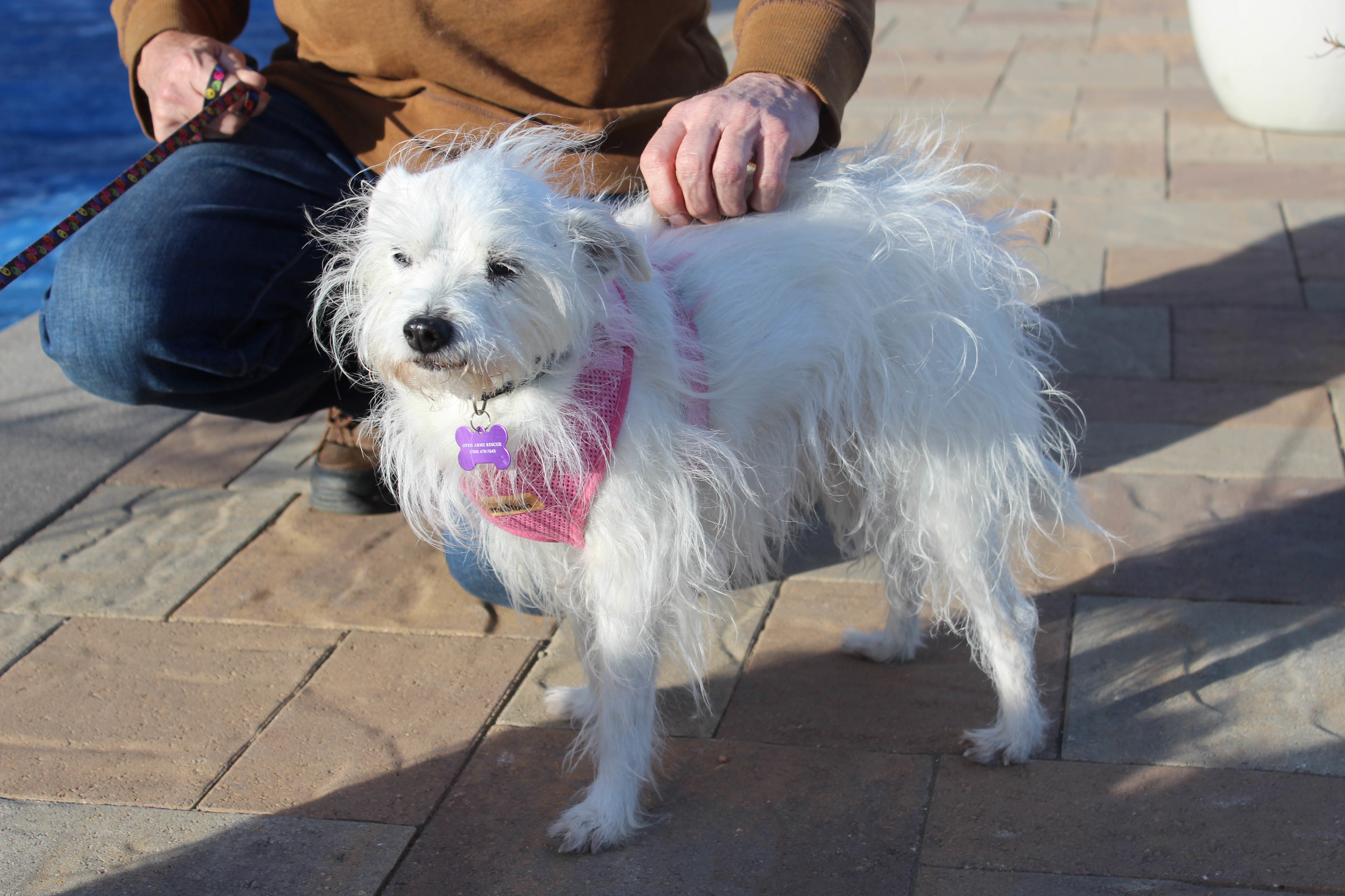 Toby (and Sarah)- BONDED PAIR 6