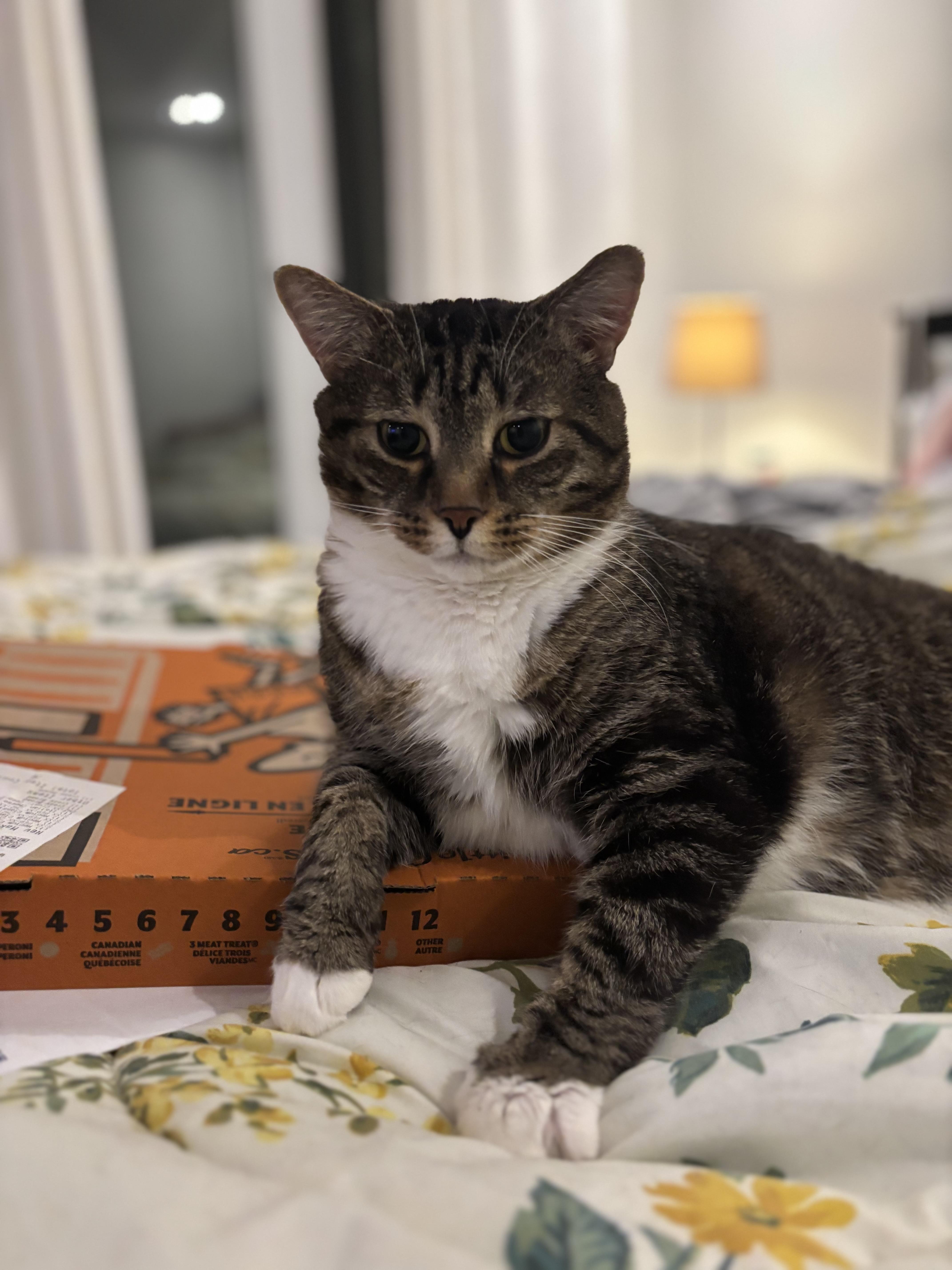 Enlarge Beefcake , a ADOPTABLE Domestic Short Hair in Ottawa, ON image 3/4