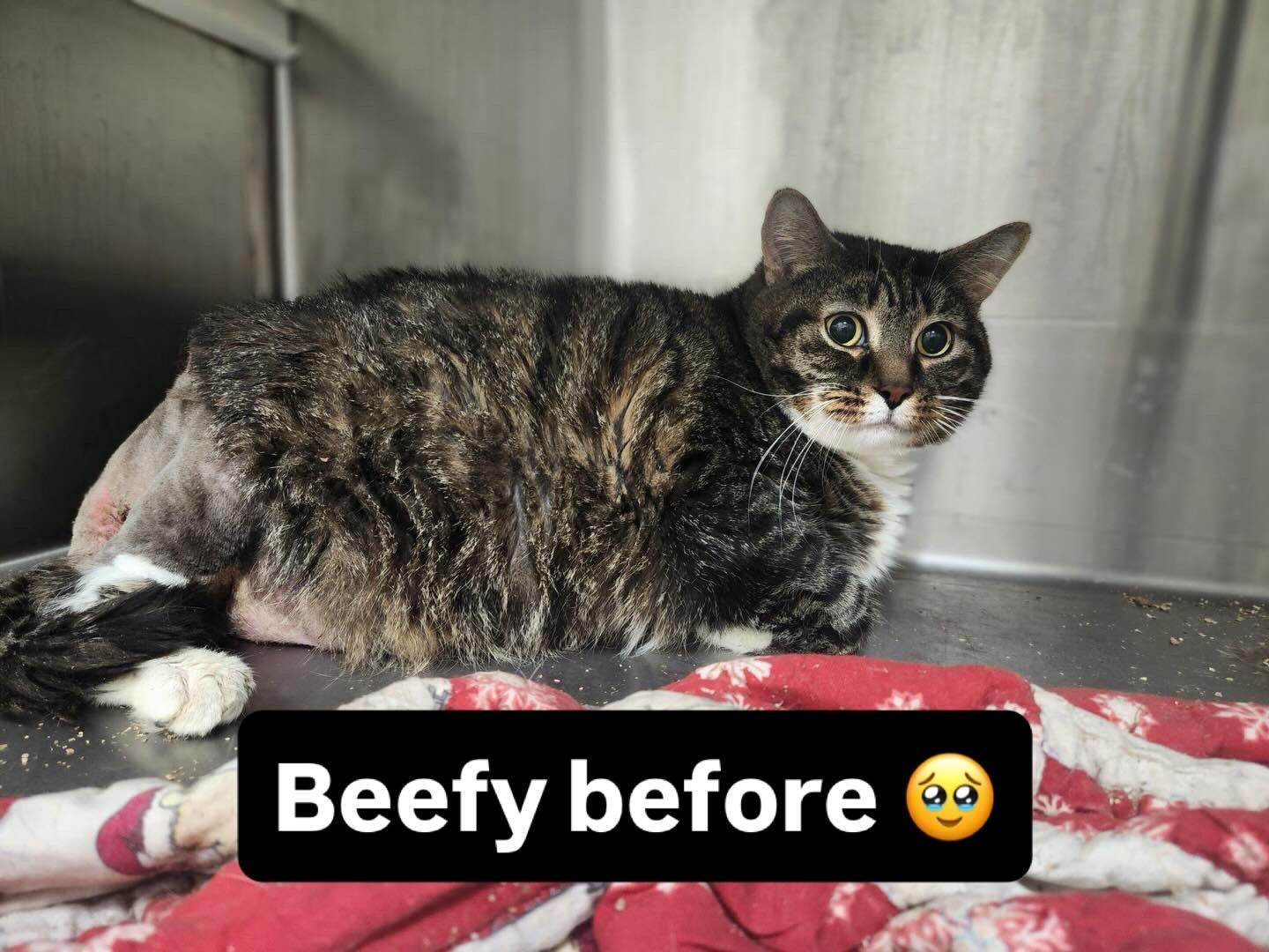 Enlarge Beefcake , a ADOPTABLE Domestic Short Hair in Ottawa, ON image 4/4