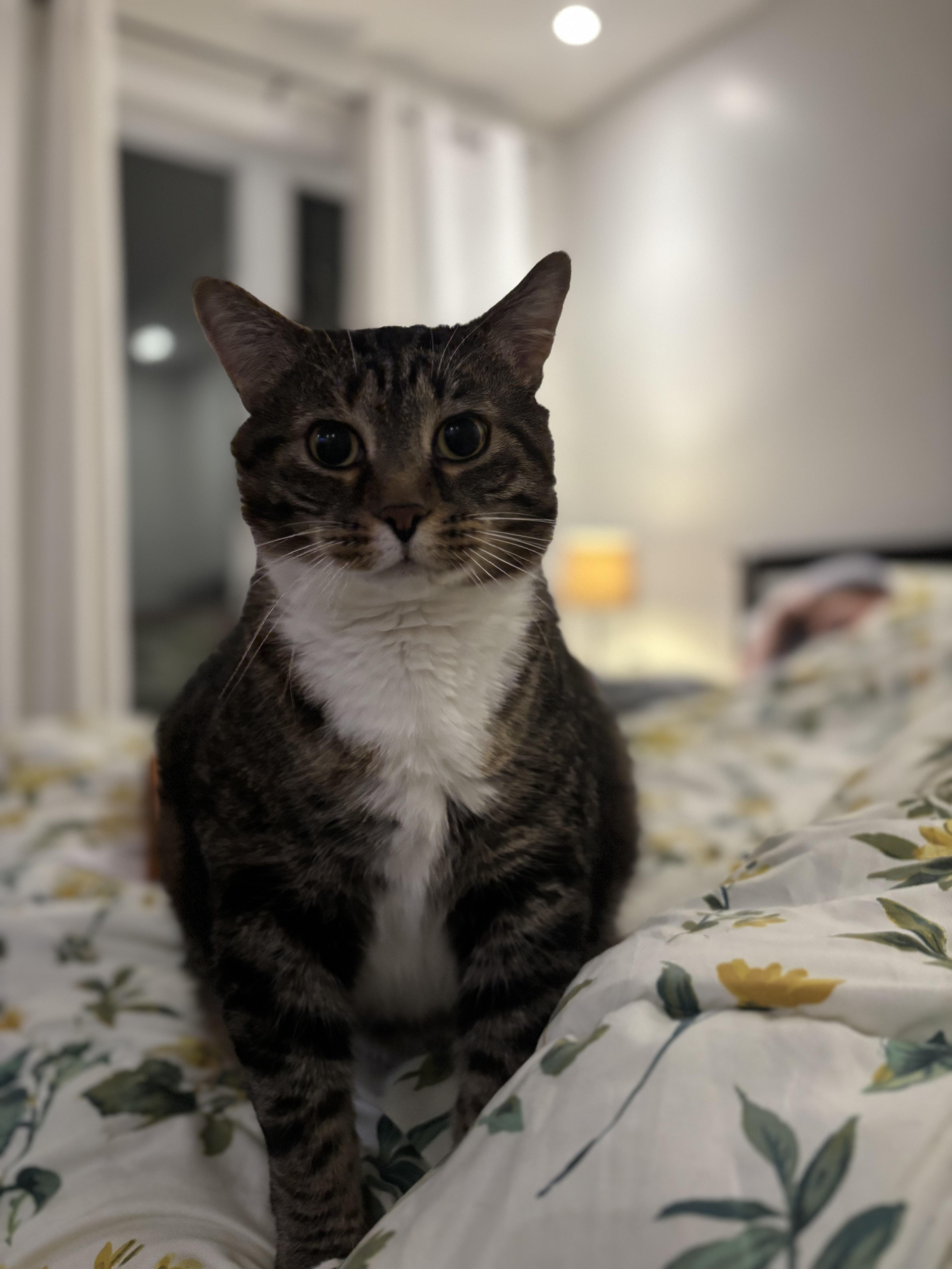 Beefcake , ADOPTABLE, Senior Male Domestic Short Hair.