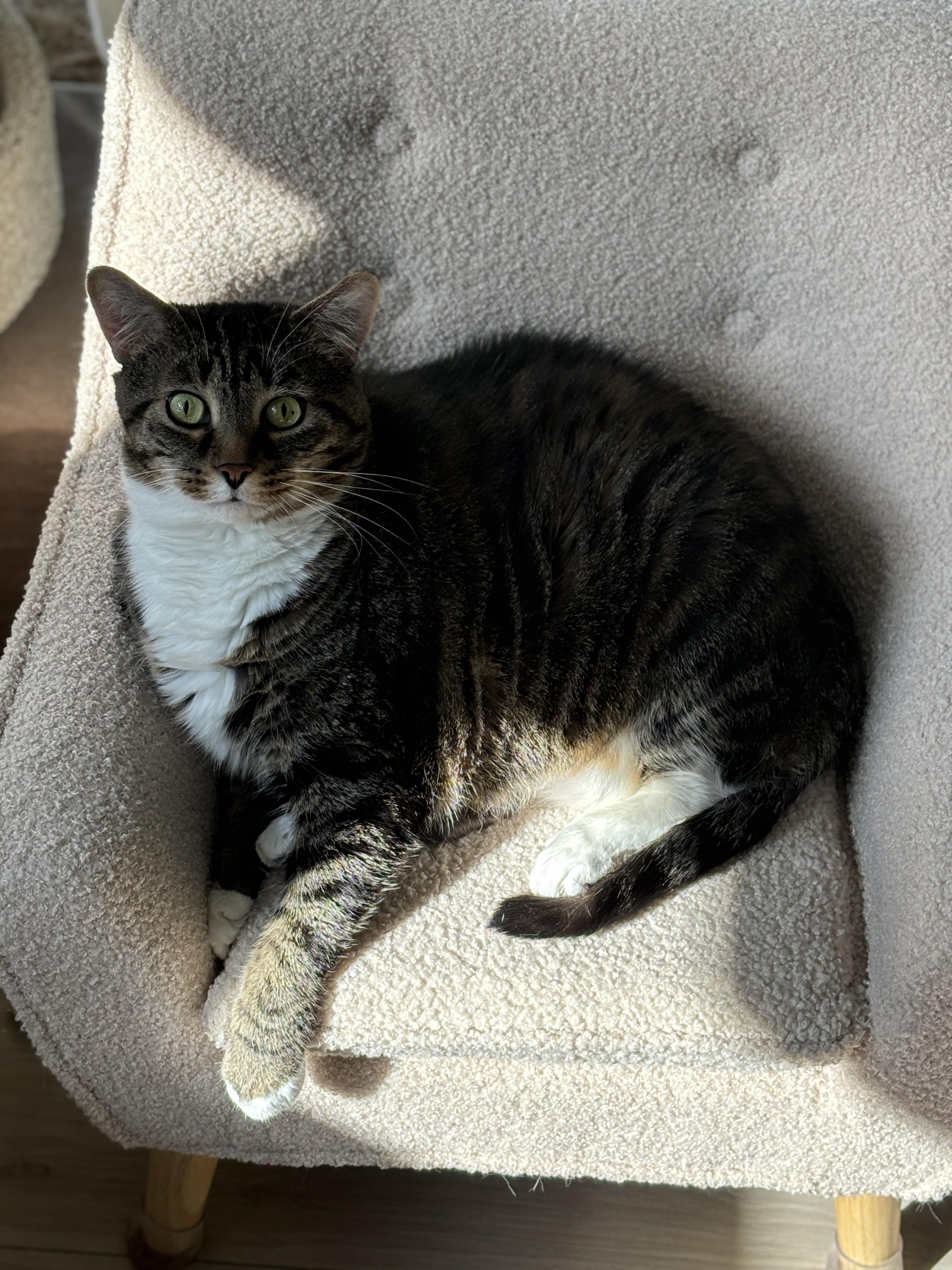 Enlarge Beefcake , a ADOPTABLE Domestic Short Hair in Ottawa, ON image 2/4