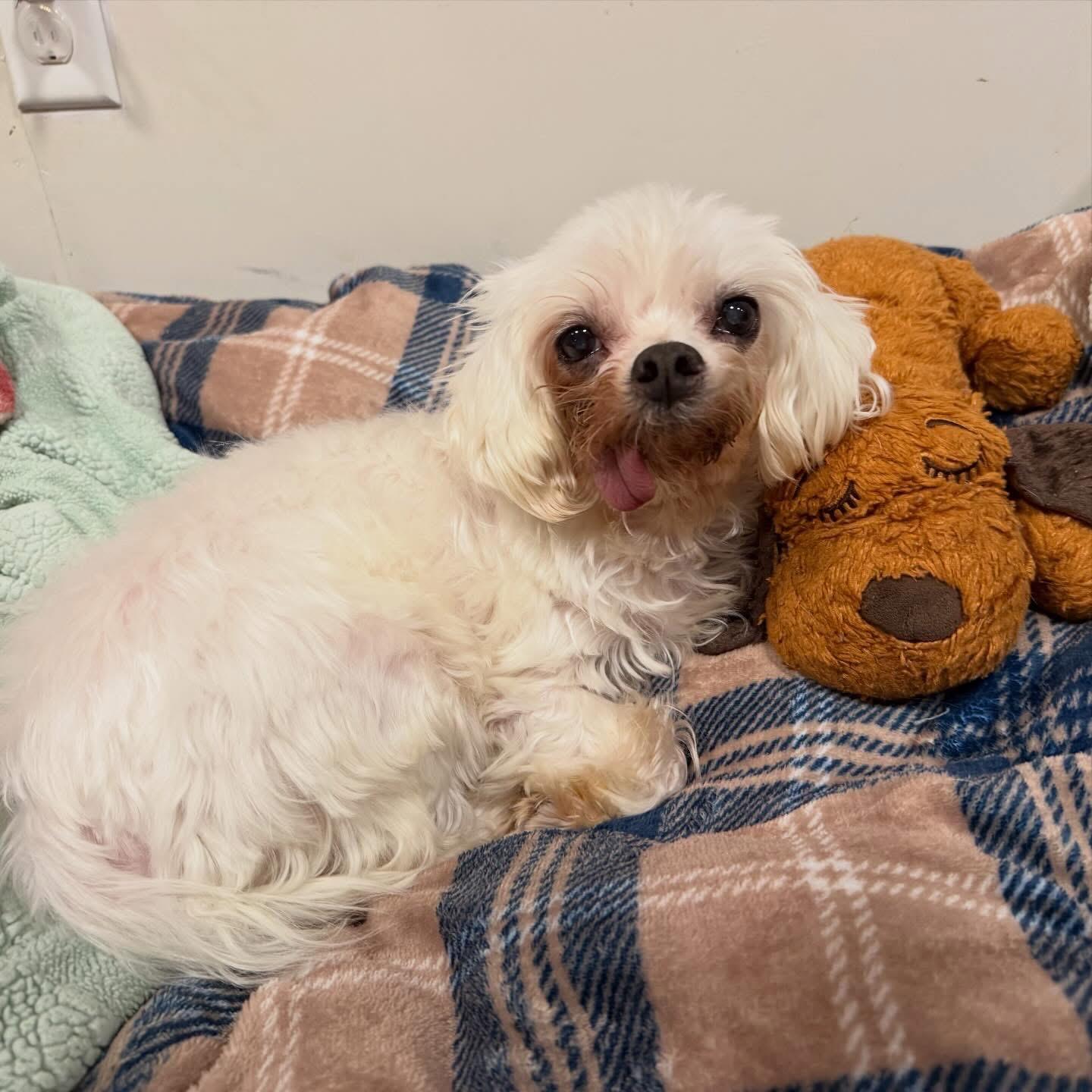 Enlarge Gnocchi, a ADOPTABLE Maltese in Foster, RI image 3/5