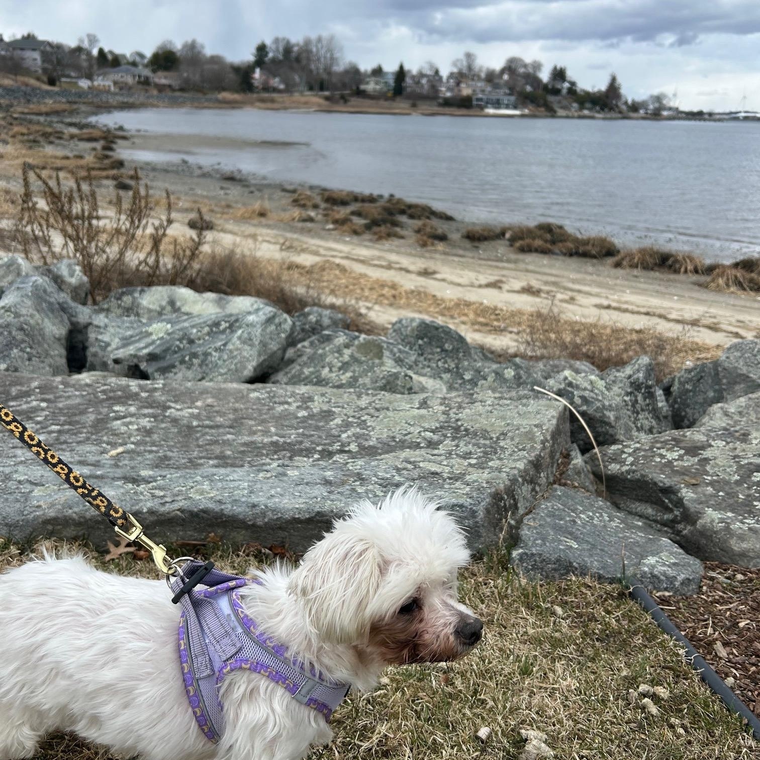 Enlarge Gnocchi, a ADOPTABLE Maltese in Foster, RI image 4/5