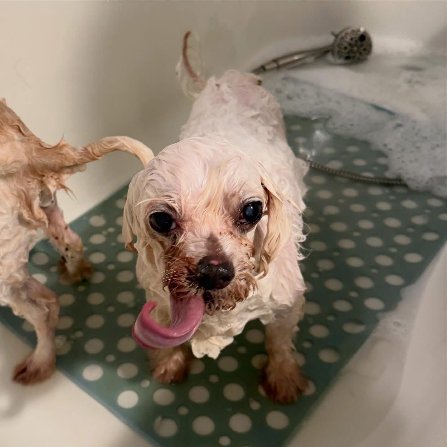 Enlarge Gnocchi, a ADOPTABLE Maltese in Foster, RI image 5/5