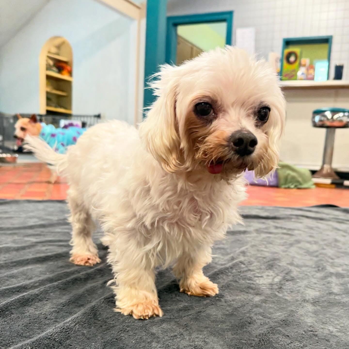 Enlarge Gnocchi, a ADOPTABLE Maltese in Foster, RI image 1/5