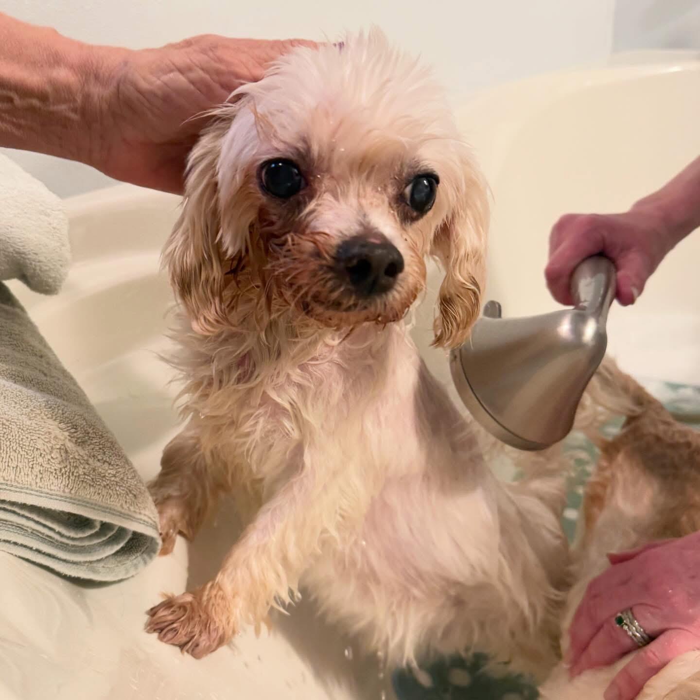 Enlarge Gnocchi, a ADOPTABLE Maltese in Foster, RI image 2/5
