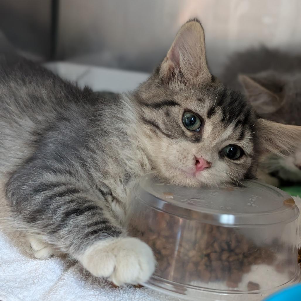 Crunch Wrap, Adoptable, Kitten Male Domestic Medium Hair.