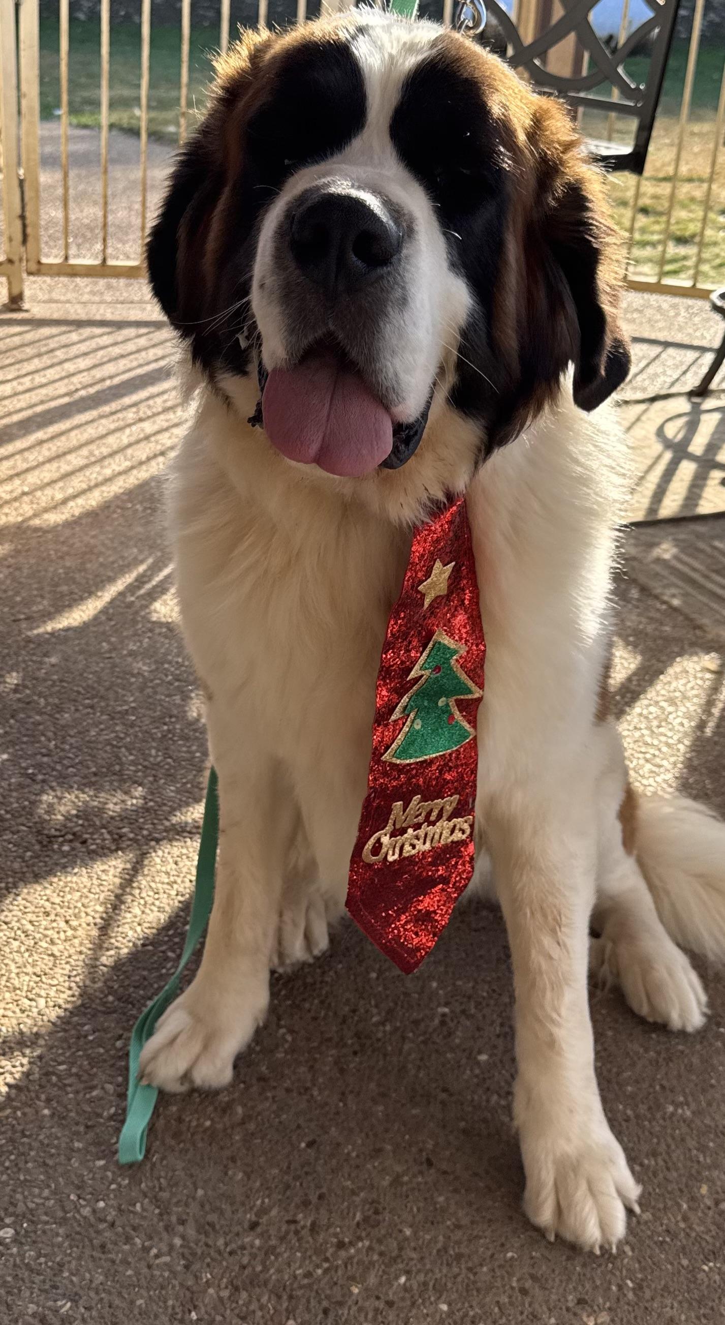 Miller, Adoptable, Adult Male Saint Bernard.