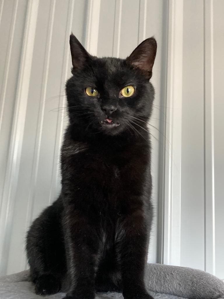 Enlarge Chex, a Adoptable mixed breed in Hartford City, IN image 2/6