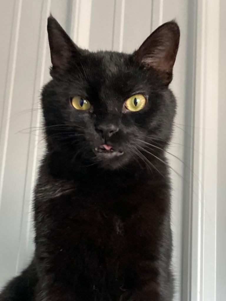 Enlarge Chex, a Adoptable mixed breed in Hartford City, IN image 5/6