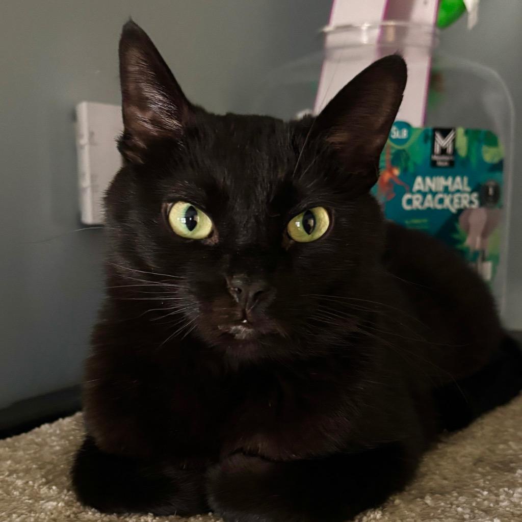 Chex, a Adoptable mixed breed in Hartford City, IN image 1/6