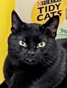 Enlarge Chex, a Adoptable mixed breed in Hartford City, IN image 3/6