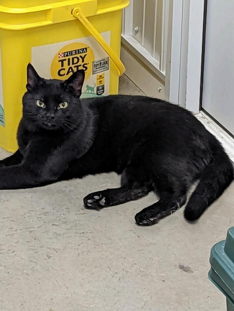 Enlarge Chex, a Adoptable mixed breed in Hartford City, IN image 4/6