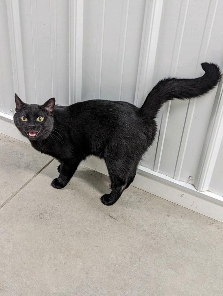 Enlarge Chex, a Adoptable mixed breed in Hartford City, IN image 5/6