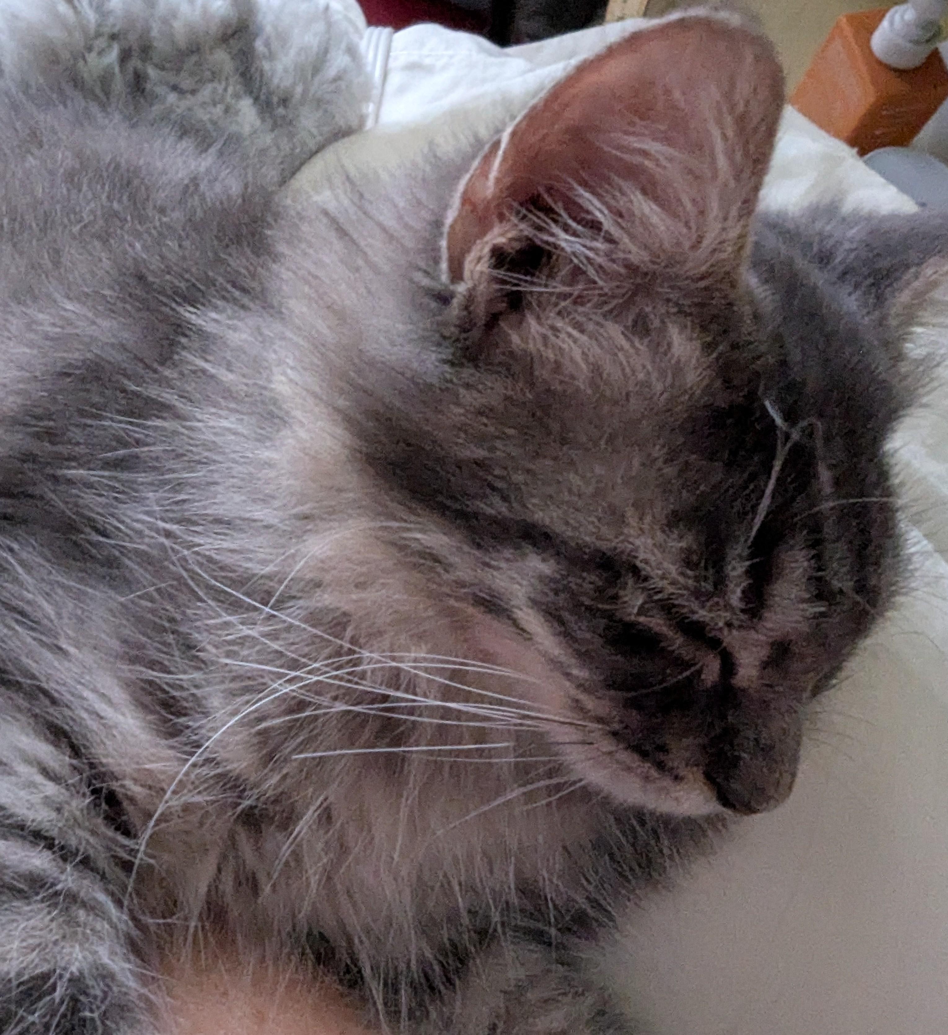 Enlarge Grey Goose - Limited Sight, a ADOPTABLE Domestic Long Hair in Malden, MA image 6/6