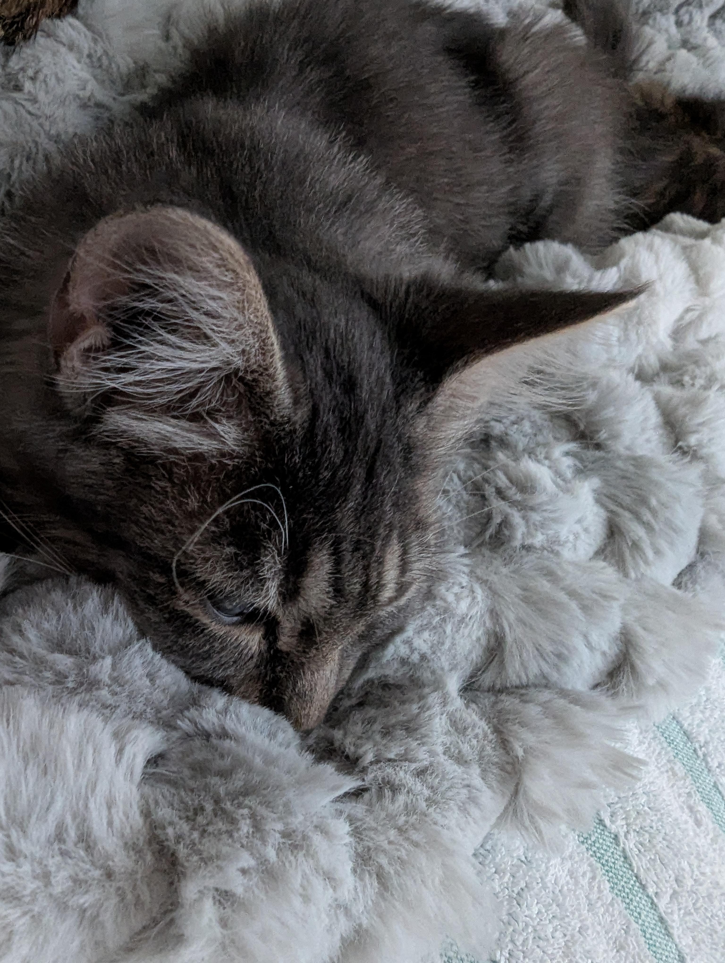 Enlarge Grey Goose - Limited Sight, a ADOPTABLE Domestic Long Hair in Malden, MA image 5/6