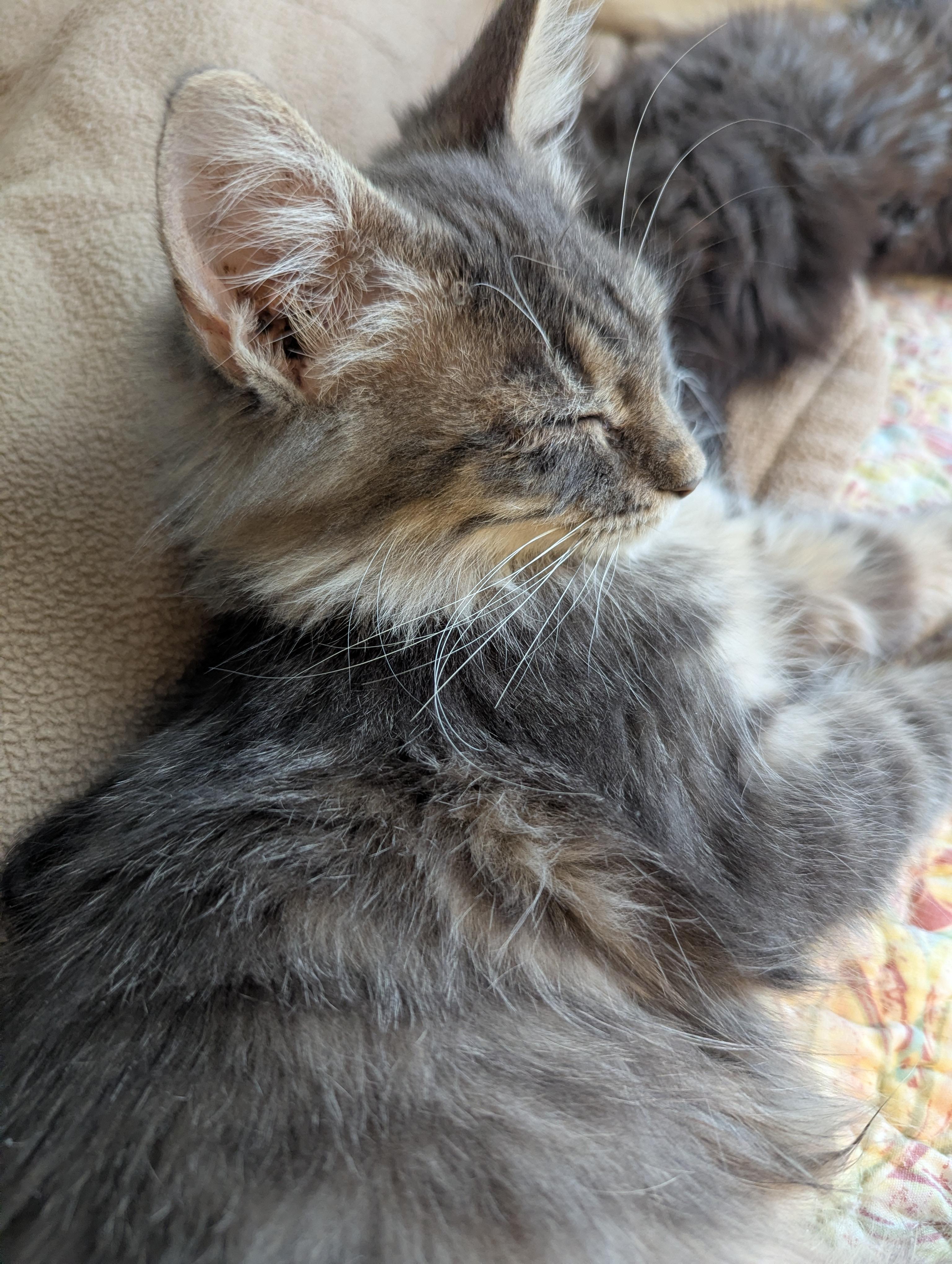 Enlarge Grey Goose - Limited Sight, a ADOPTABLE Domestic Long Hair in Malden, MA image 2/6