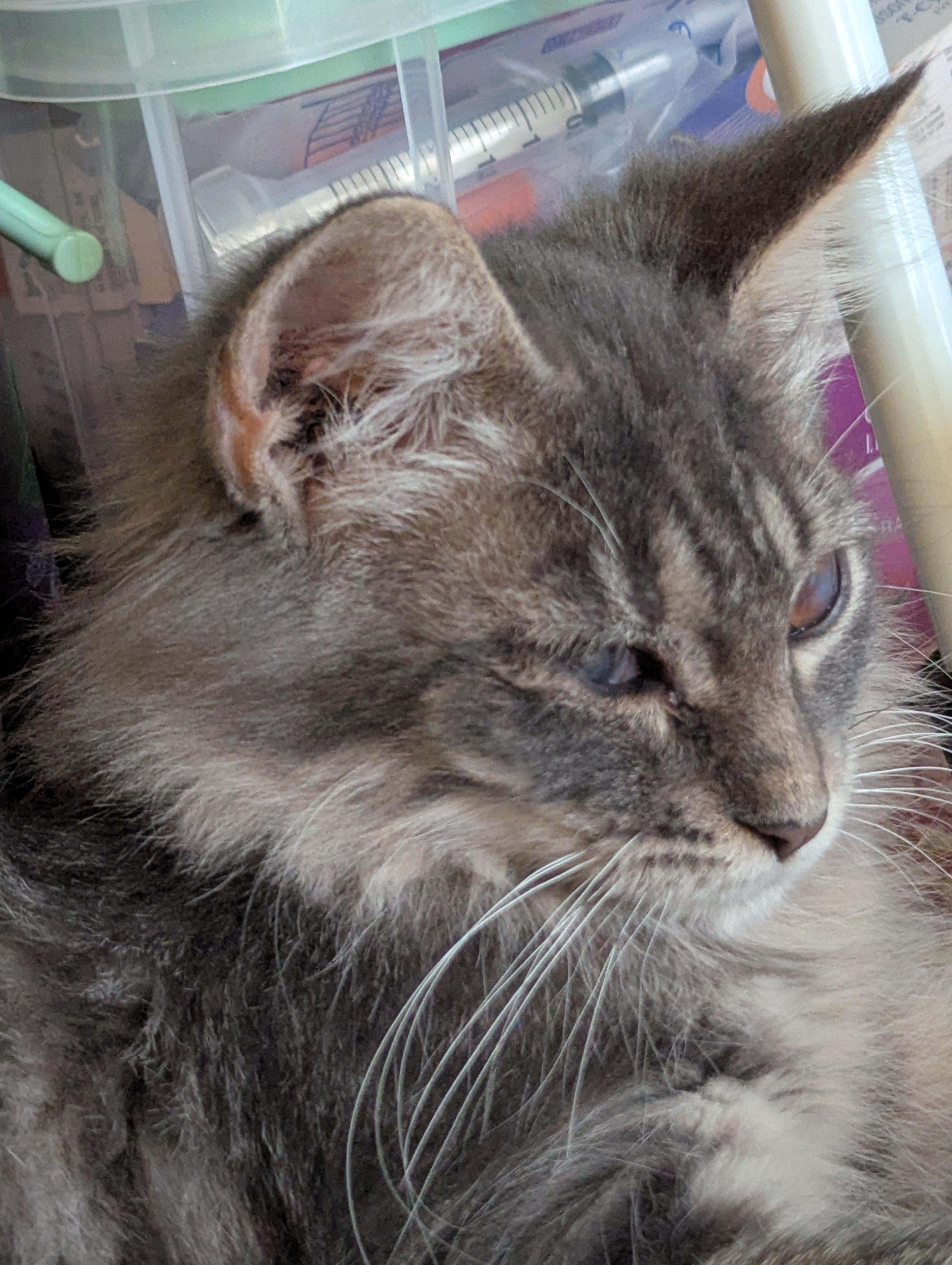 Grey Goose - Limited Sight, ADOPTABLE, Kitten Female Domestic Long Hair.