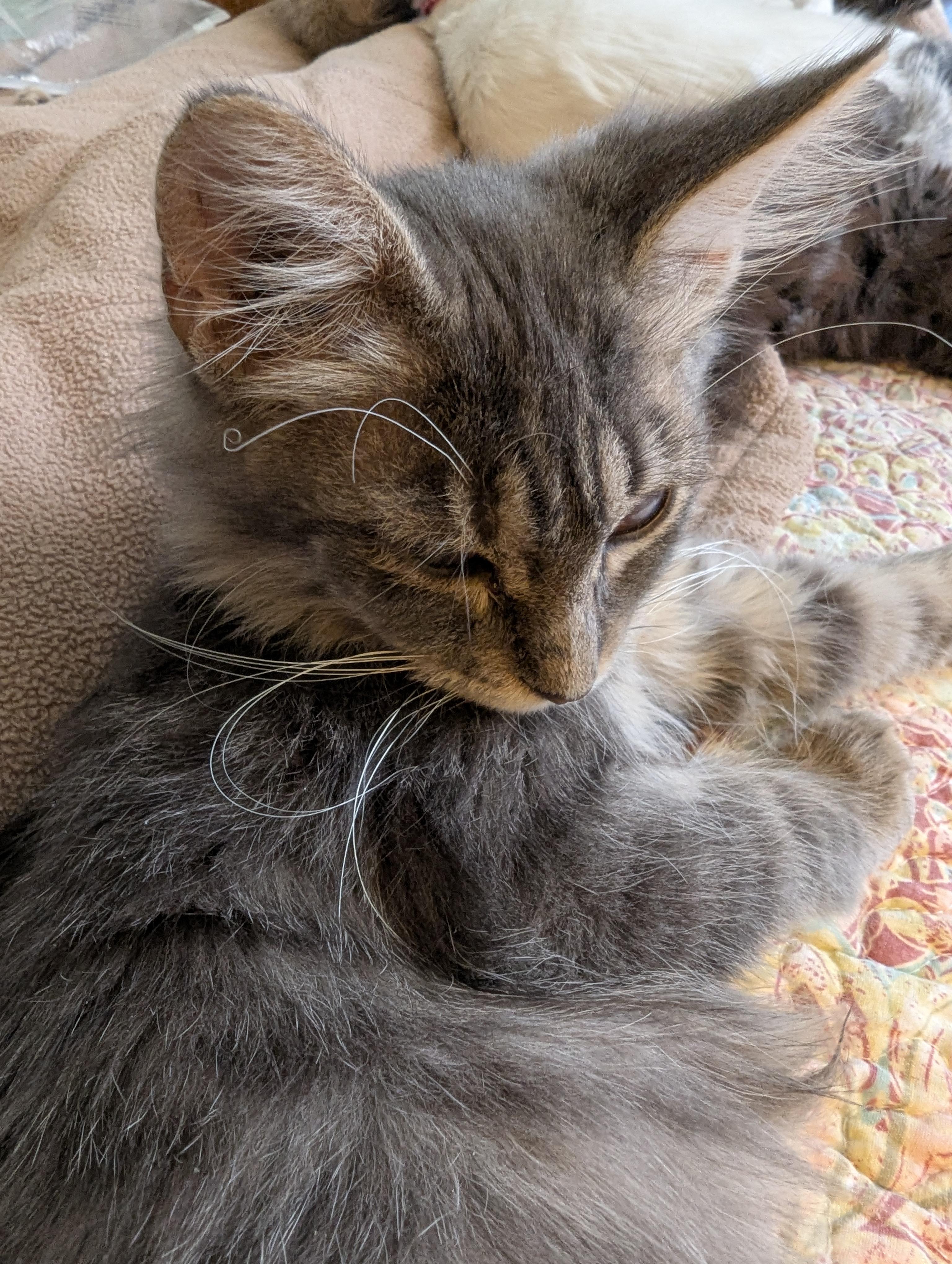 Enlarge Grey Goose - Limited Sight, a ADOPTABLE Domestic Long Hair in Malden, MA image 4/6