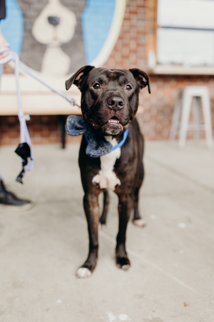 Oreo, a Adopted Pit Bull Terrier in Powhatan, VA image 1/3
