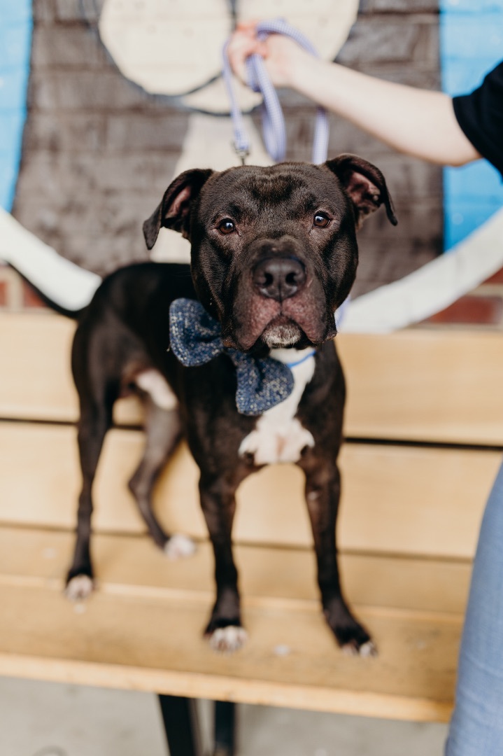 Oreo, a Adopted Pit Bull Terrier in Powhatan, VA image 2/3