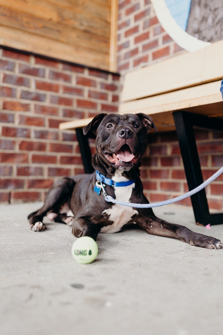 Oreo, a Adopted Pit Bull Terrier in Powhatan, VA image 3/3