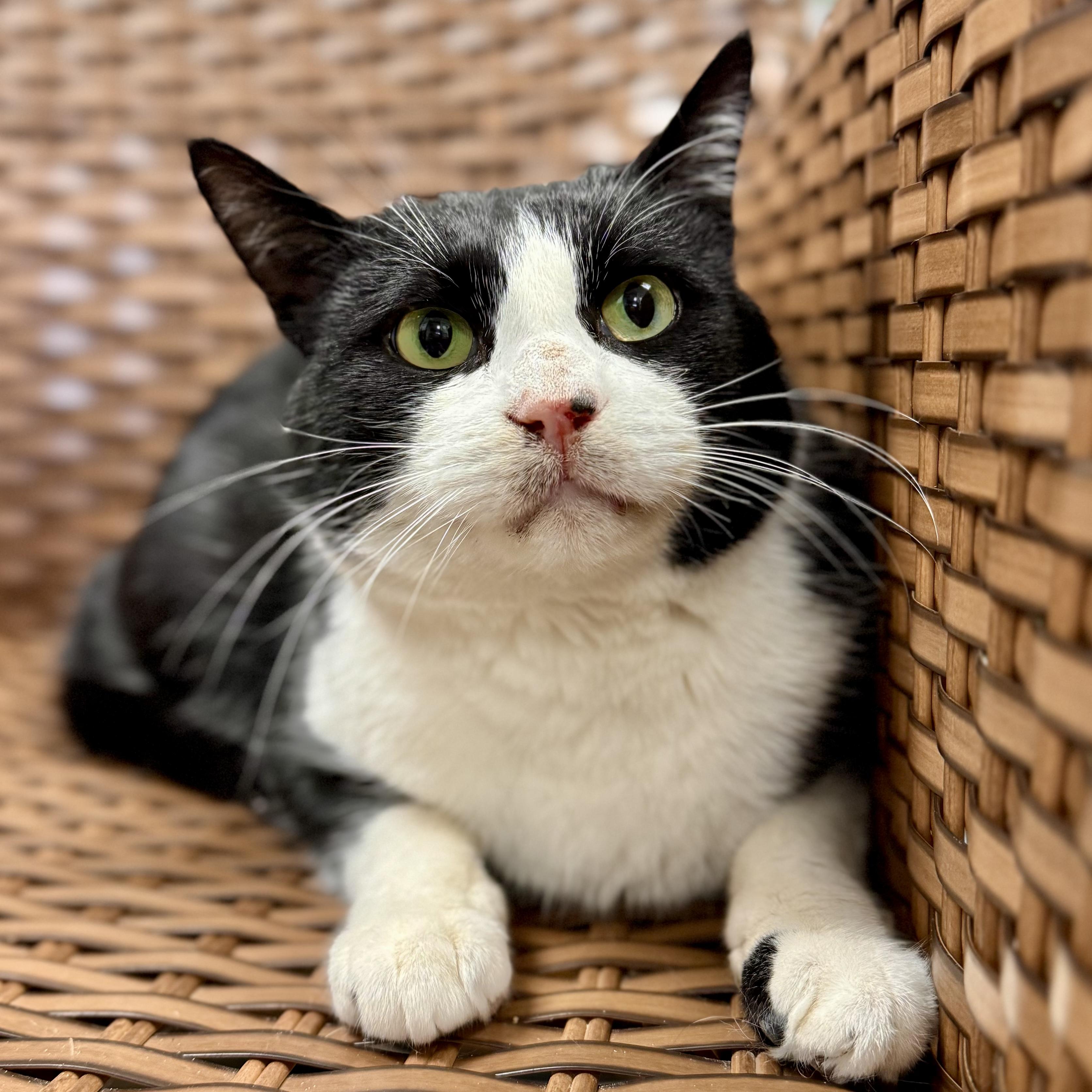 Enlarge Tibble , a ADOPTABLE Domestic Short Hair in Midland, MI image 2/5