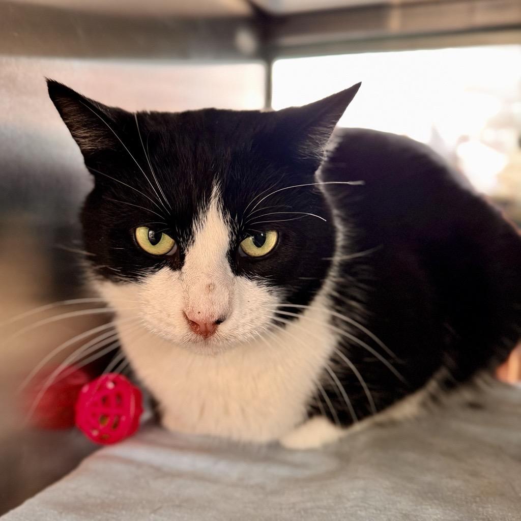 Tibble , ADOPTABLE, Adult Male Domestic Short Hair.