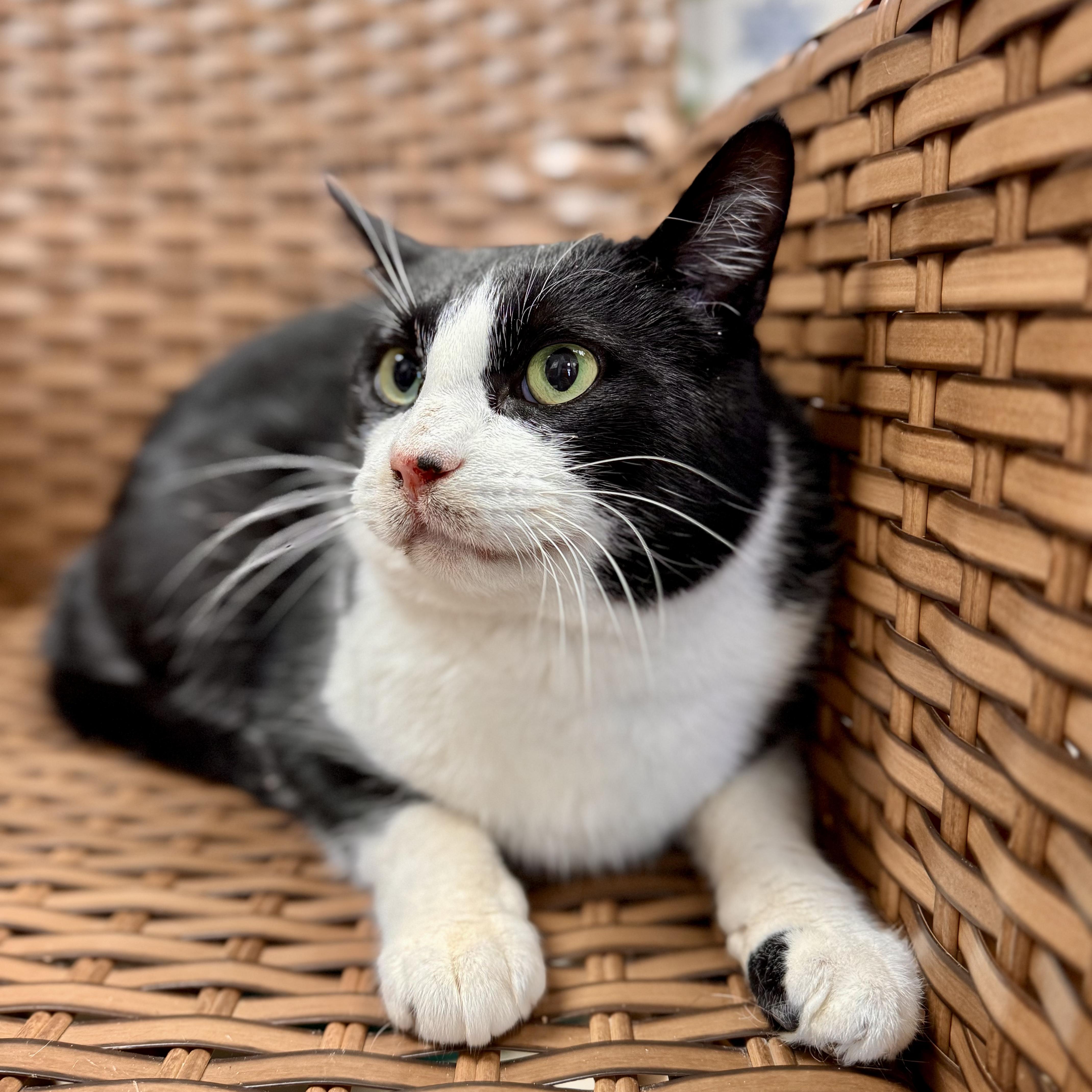 Enlarge Tibble , a ADOPTABLE Domestic Short Hair in Midland, MI image 3/5