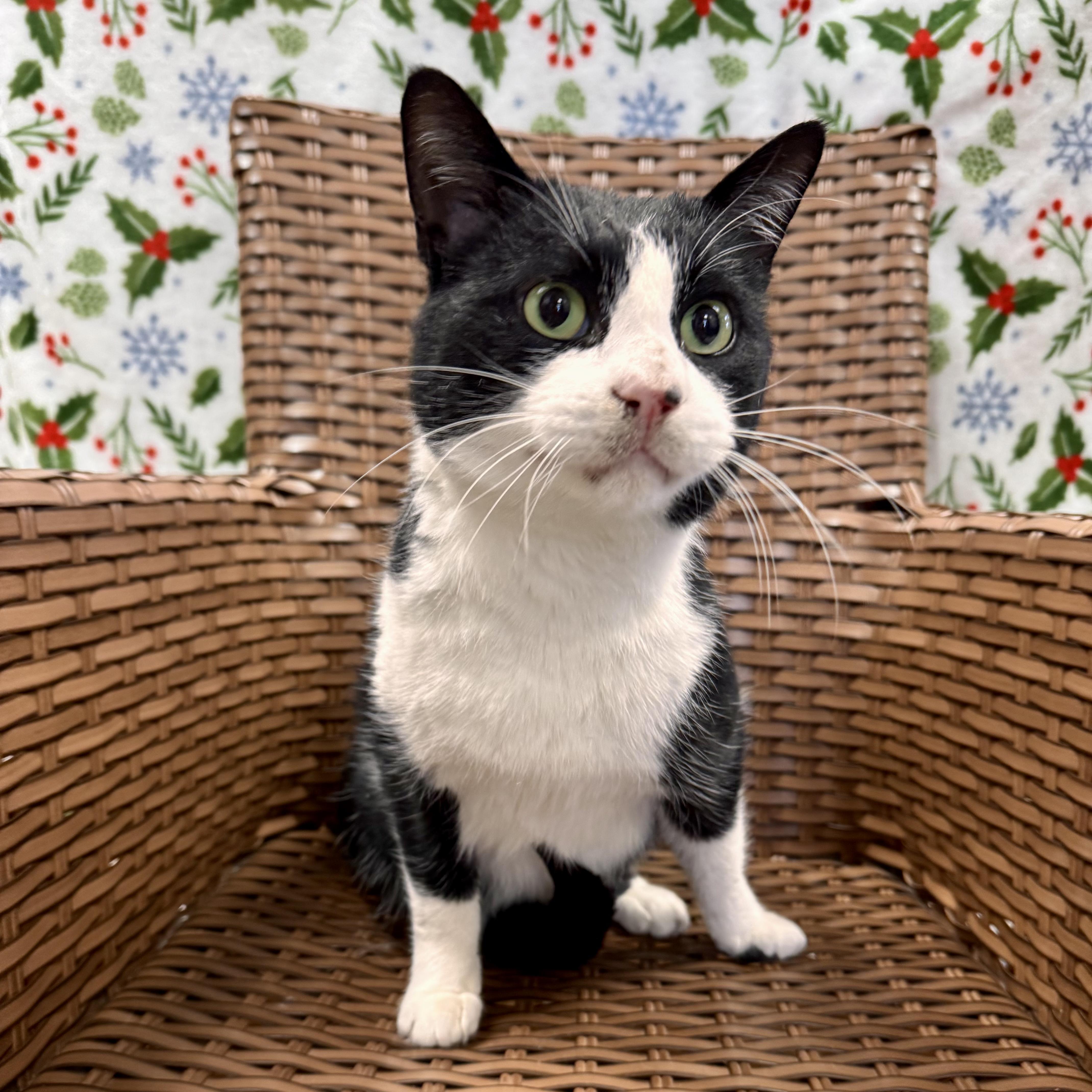 Enlarge Tibble , a ADOPTABLE Domestic Short Hair in Midland, MI image 4/5