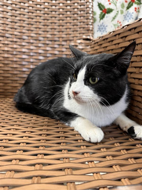 Enlarge Tibble , a ADOPTABLE Domestic Short Hair in Midland, MI image 5/5