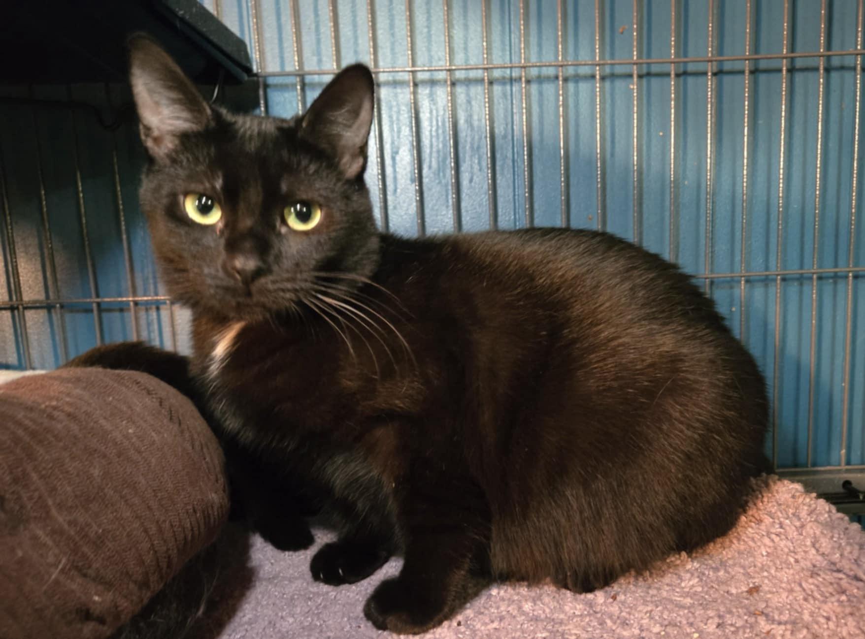 Kanga, an adoptable Domestic Short Hair in Stoughton, WI, 53589 | Photo Image 1