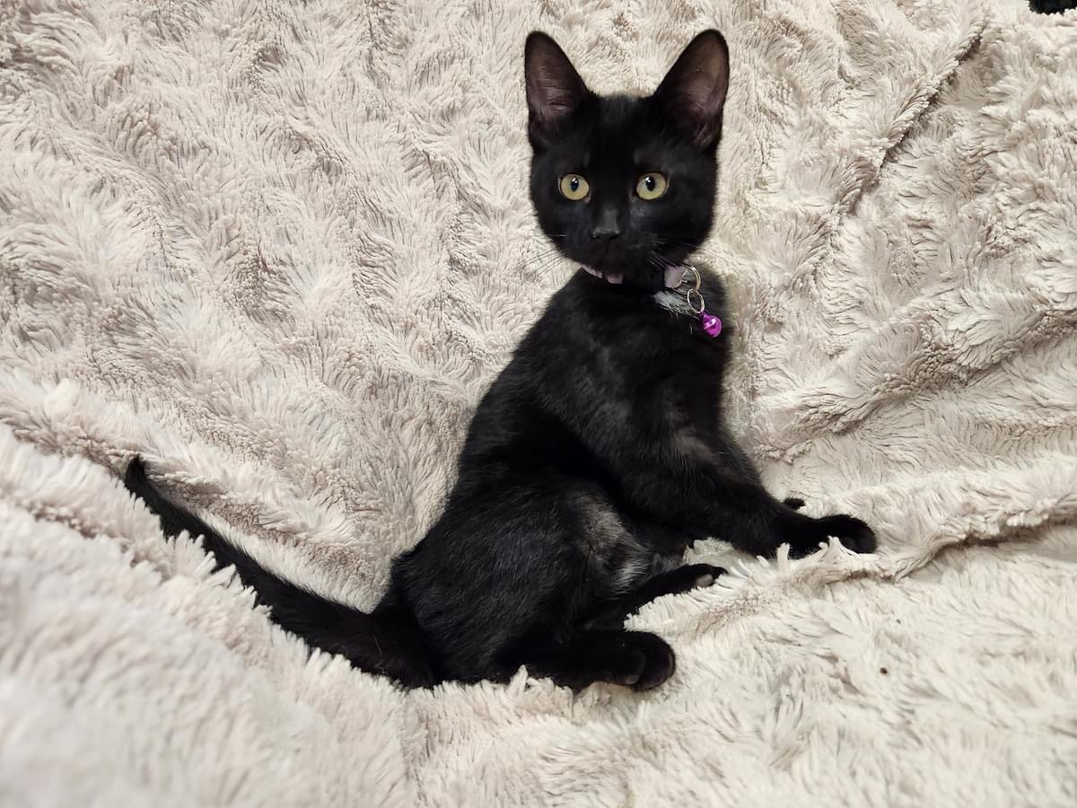 Kanga, an adoptable Domestic Short Hair in Stoughton, WI, 53589 | Photo Image 3