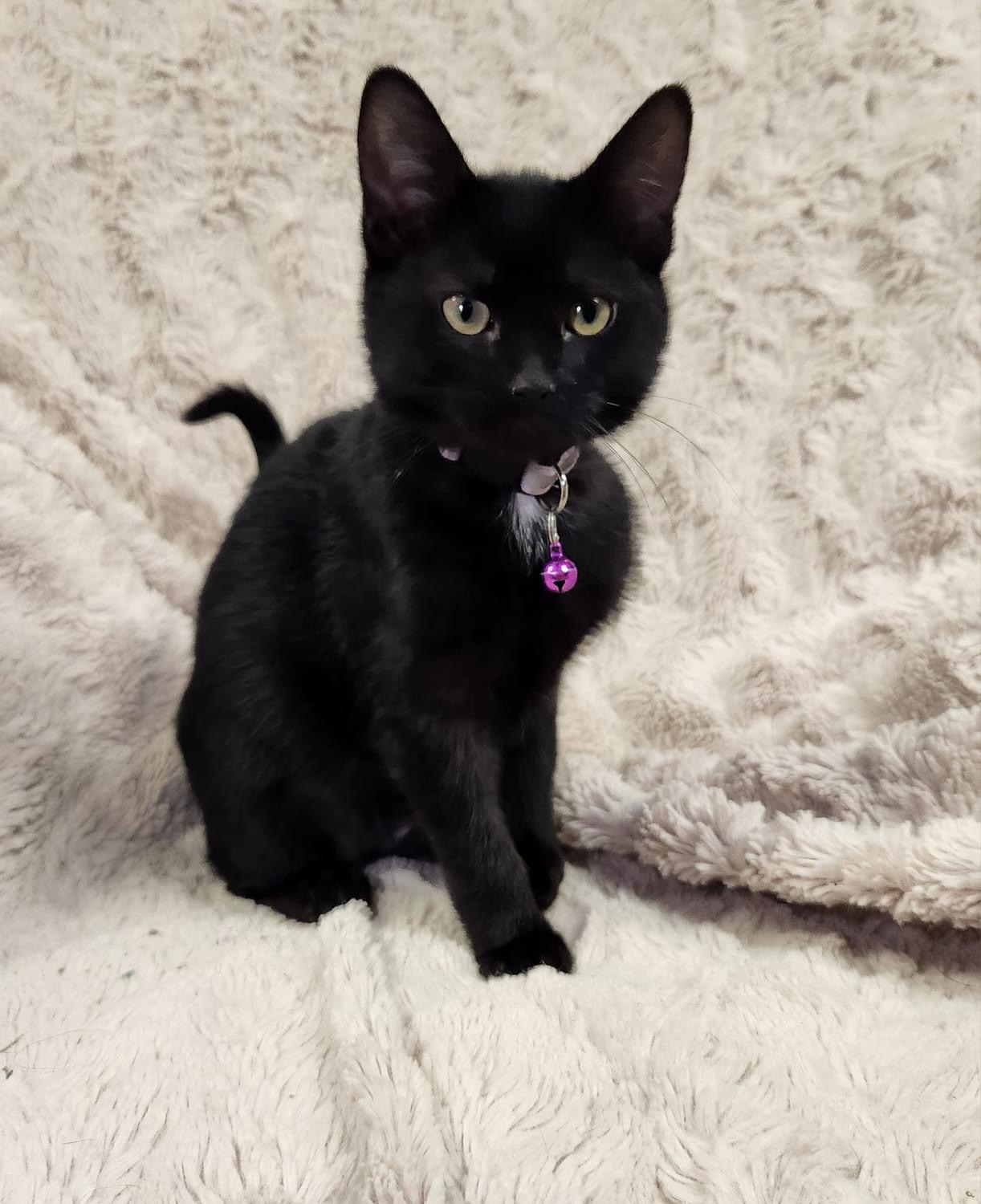 Kanga, an adoptable Domestic Short Hair in Stoughton, WI, 53589 | Photo Image 2