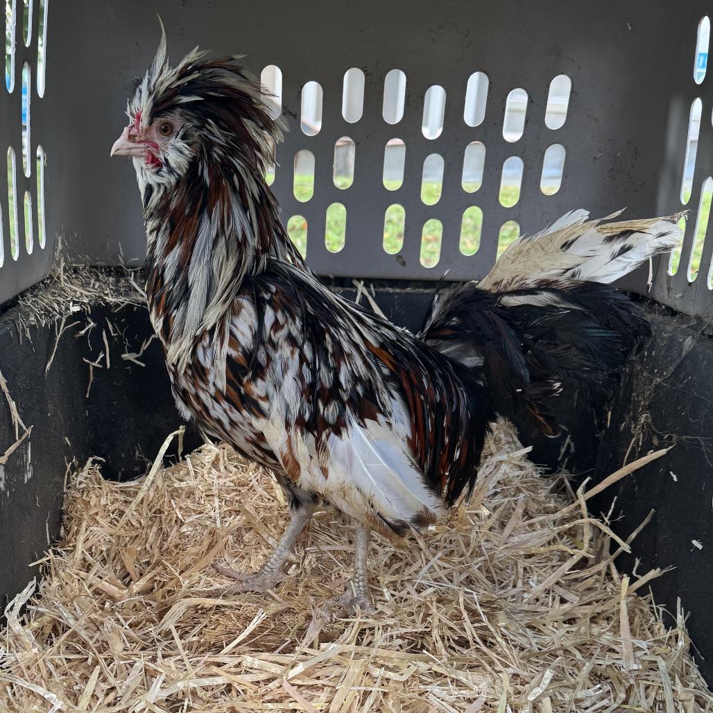 Nice Male Polish, Adoptable, Young Male Chicken.
