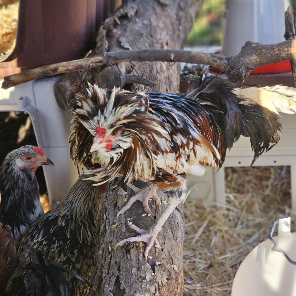 Enlarge Nice Male Polish, a Adoptable Chicken in Madison, WI image 2/2