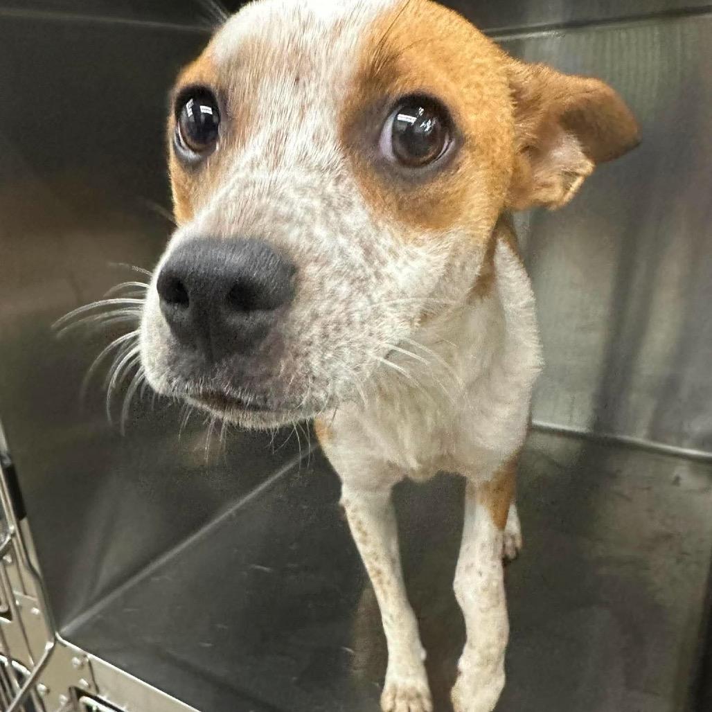 Piper, a Adoptable mixed breed in Prospect, KY image 1/4