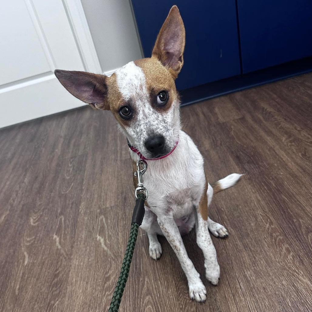 Piper, a Adoptable mixed breed in Prospect, KY image 2/4