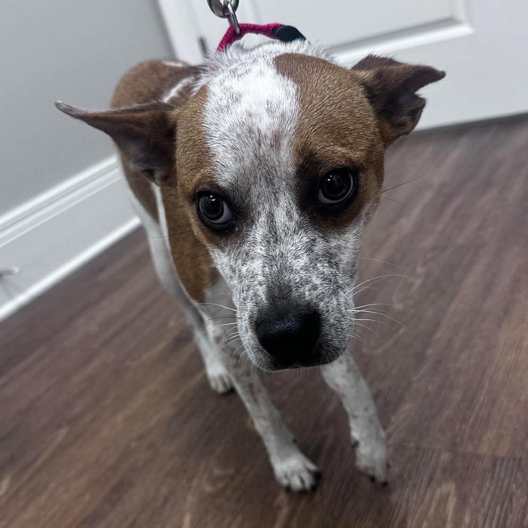 Piper, a Adoptable mixed breed in Prospect, KY image 3/4