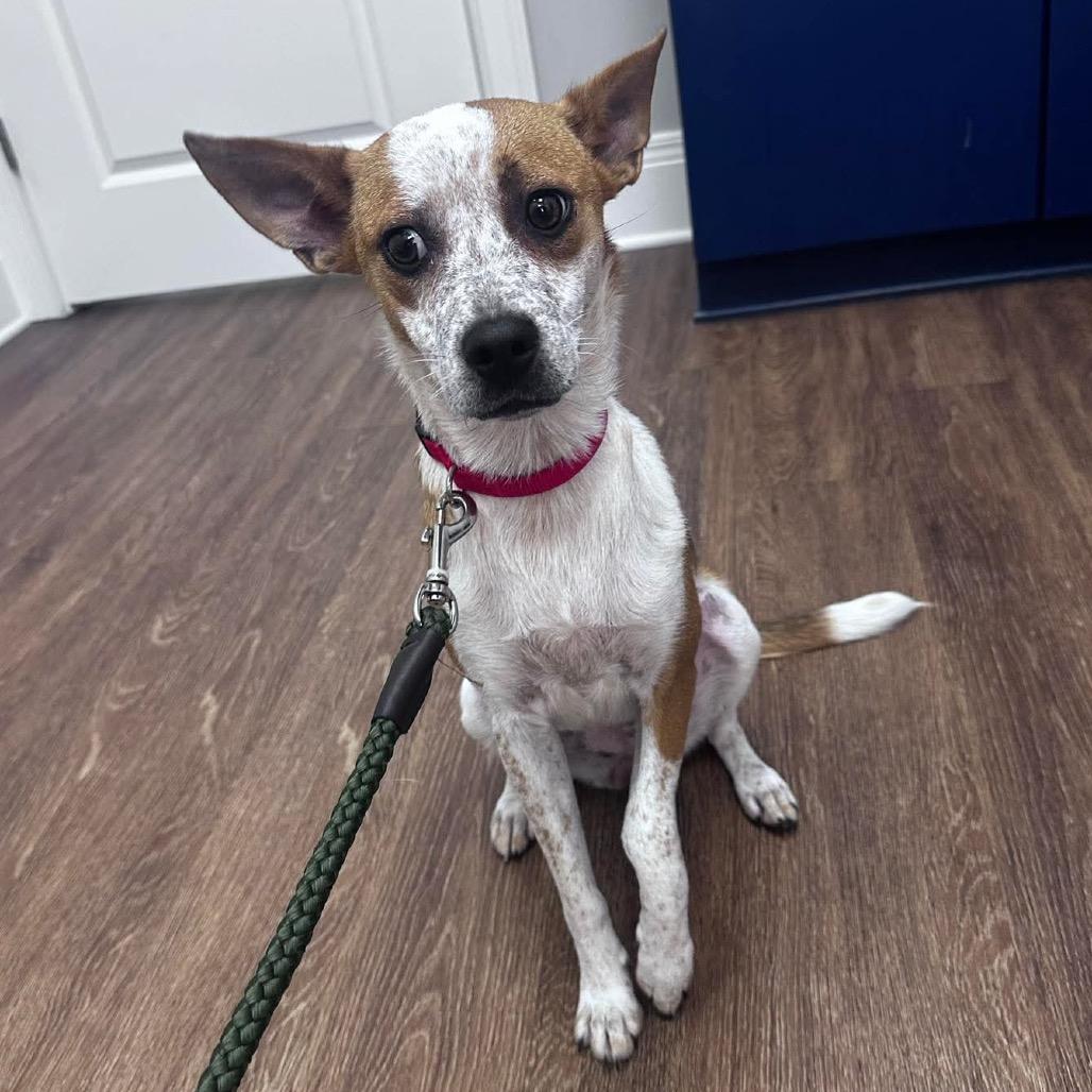 Piper, a Adoptable mixed breed in Prospect, KY image 4/4