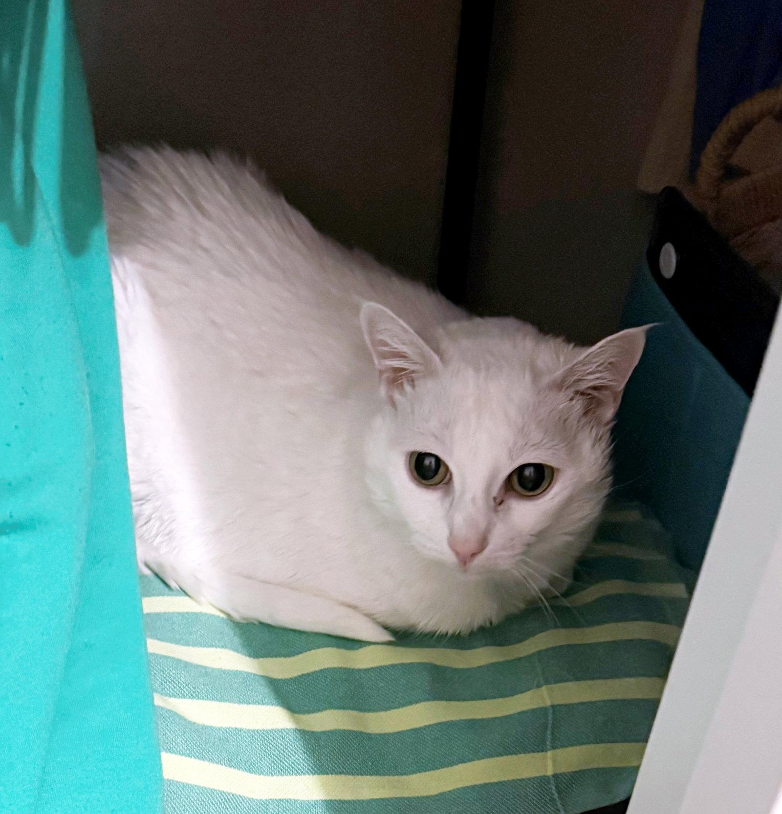 LALA #2005 - Offered by Owner - Sweet Senior, Adoptable, Senior Female Domestic Short Hair.
