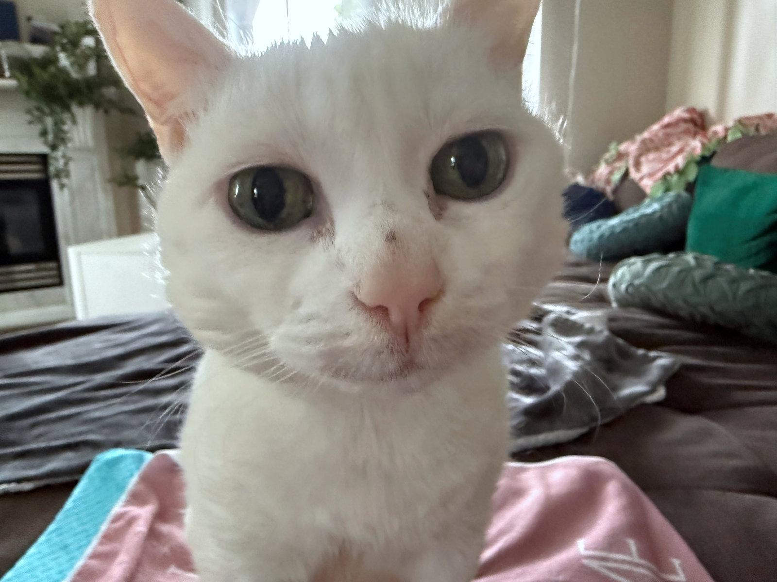 Enlarge LALA #2005 - Offered by Owner - Sweet Senior, a Adoptable Domestic Short Hair in Hillsboro, OR image 2/3