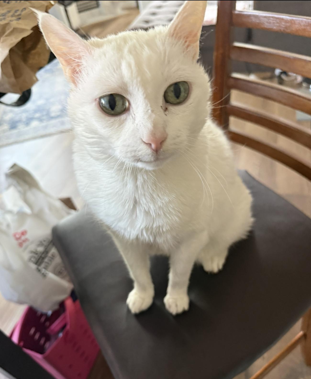 Enlarge LALA #2005 - Offered by Owner - Sweet Senior, a Adoptable Domestic Short Hair in Hillsboro, OR image 3/3