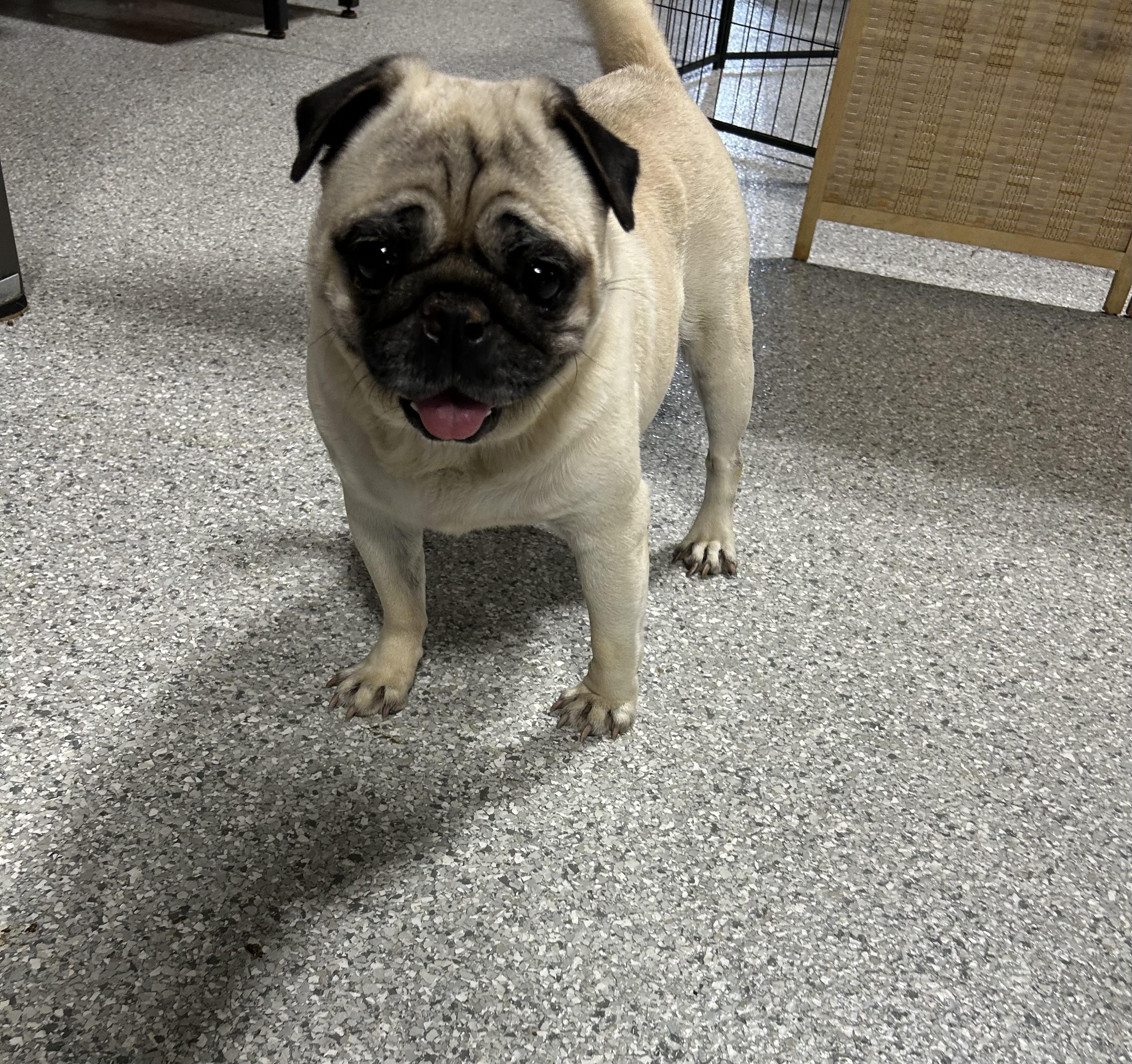 Pugs for Adoption in Bascom, Ohio | Petfinder