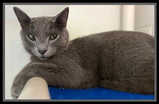 FIFTY SIX, Adoptable, Adult Male Domestic Short Hair.
