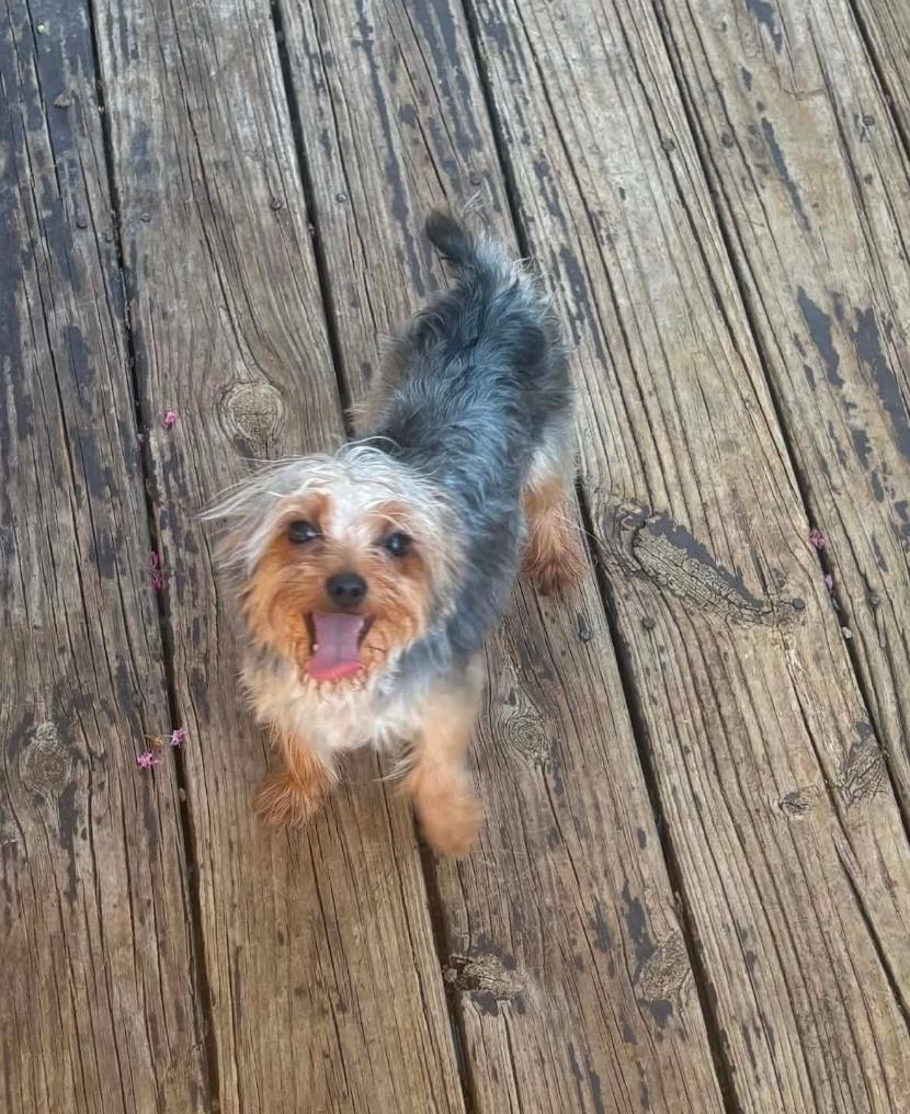 Patrone, ADOPTABLE, Young Male Yorkshire Terrier.