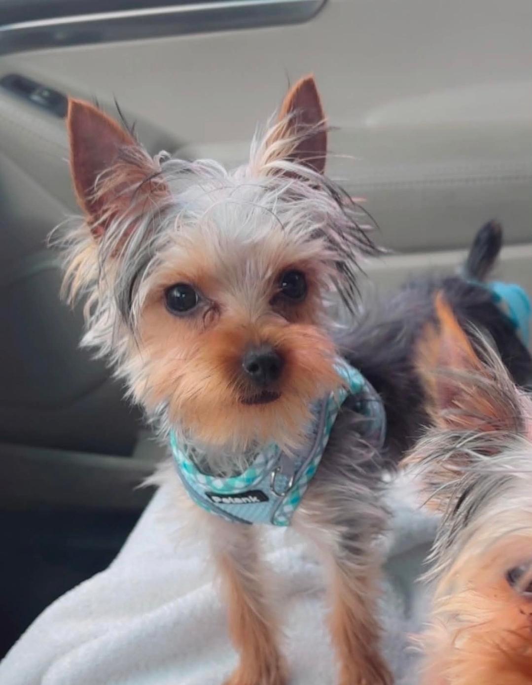 Enlarge Patrone, a ADOPTABLE Yorkshire Terrier in Antioch, TN image 2/2