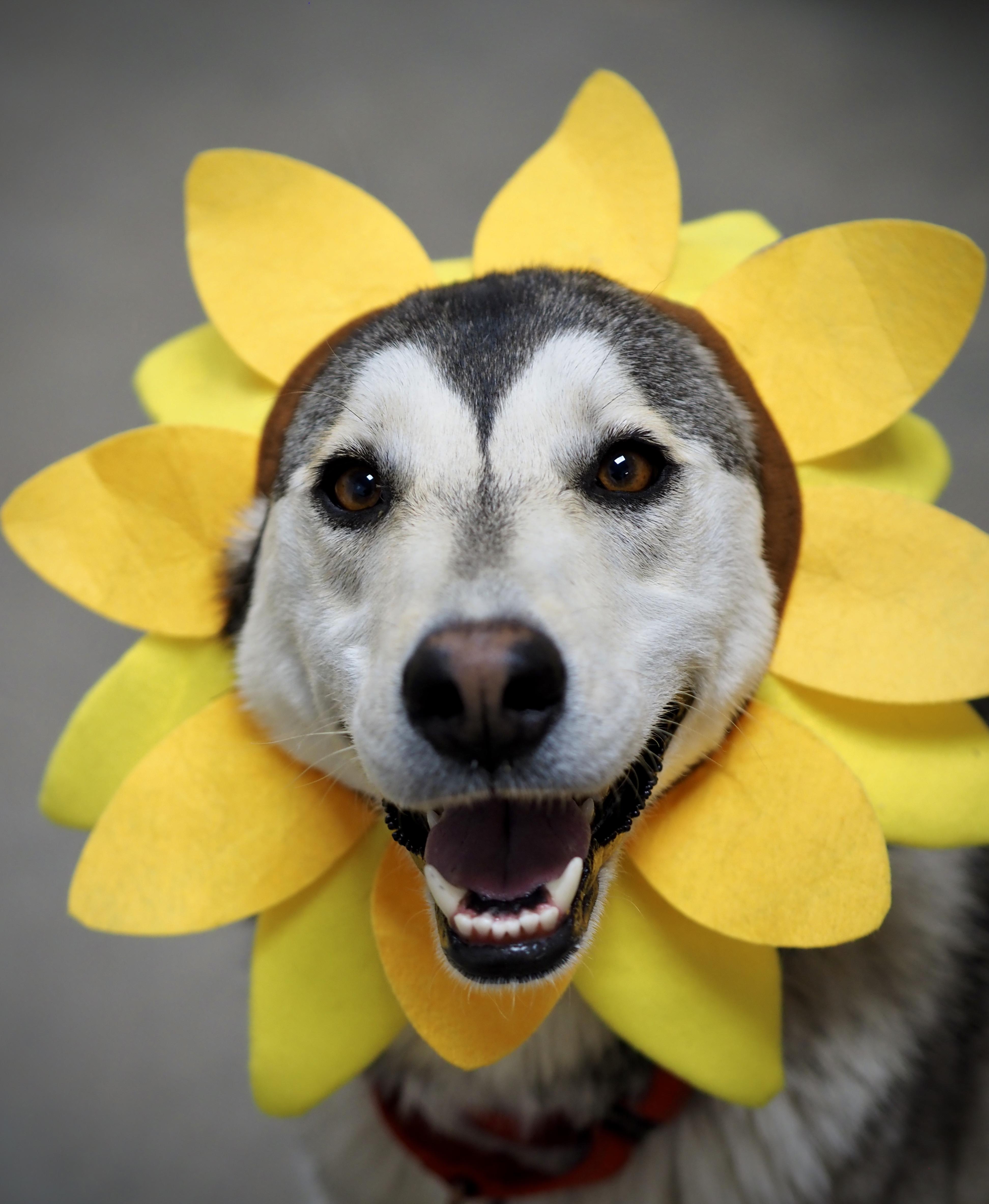 Enlarge Stunnah, a Adoptable mixed breed in Buena Vista, CO image 6/6