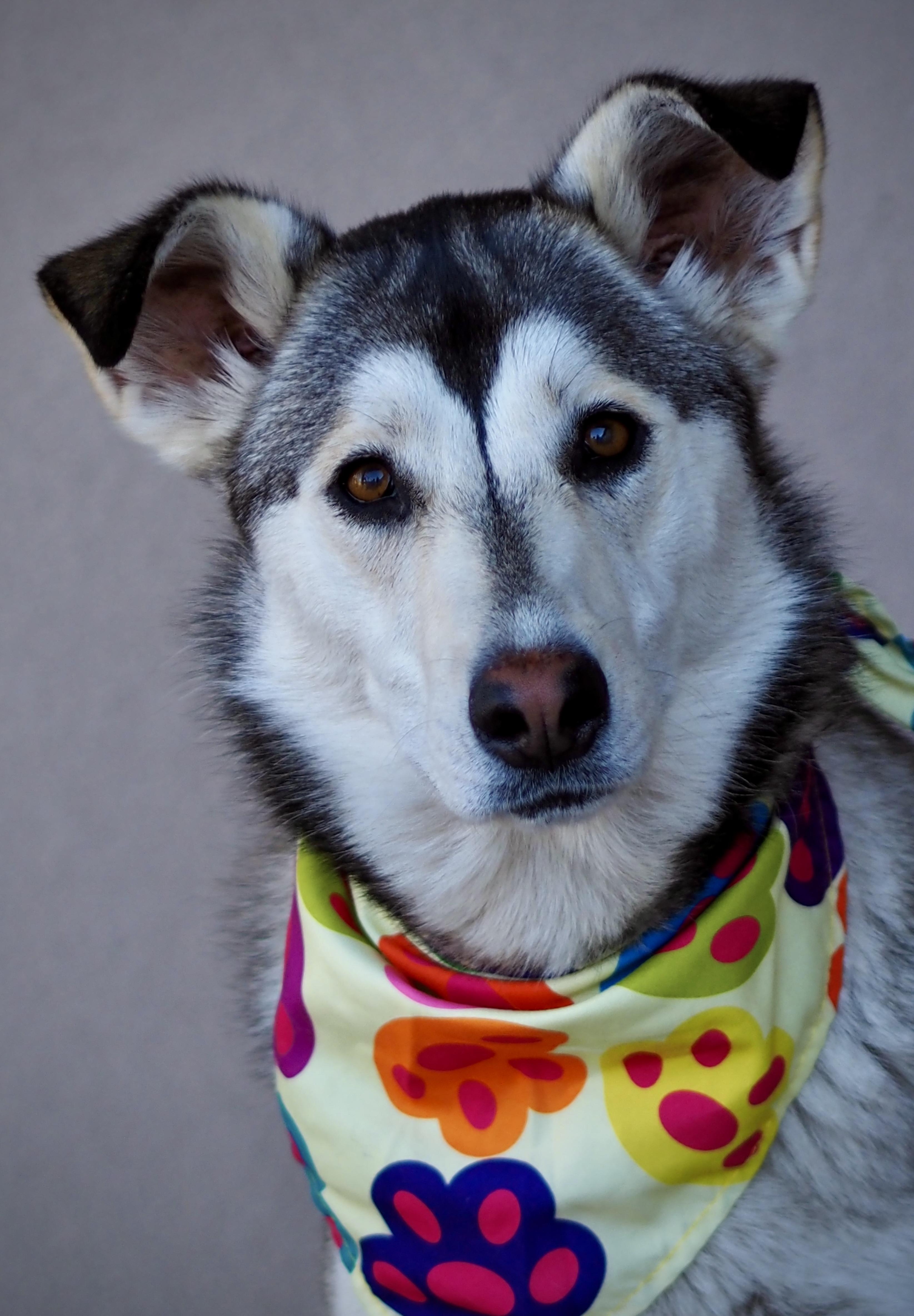 Enlarge Stunnah, a Adoptable mixed breed in Buena Vista, CO image 4/6