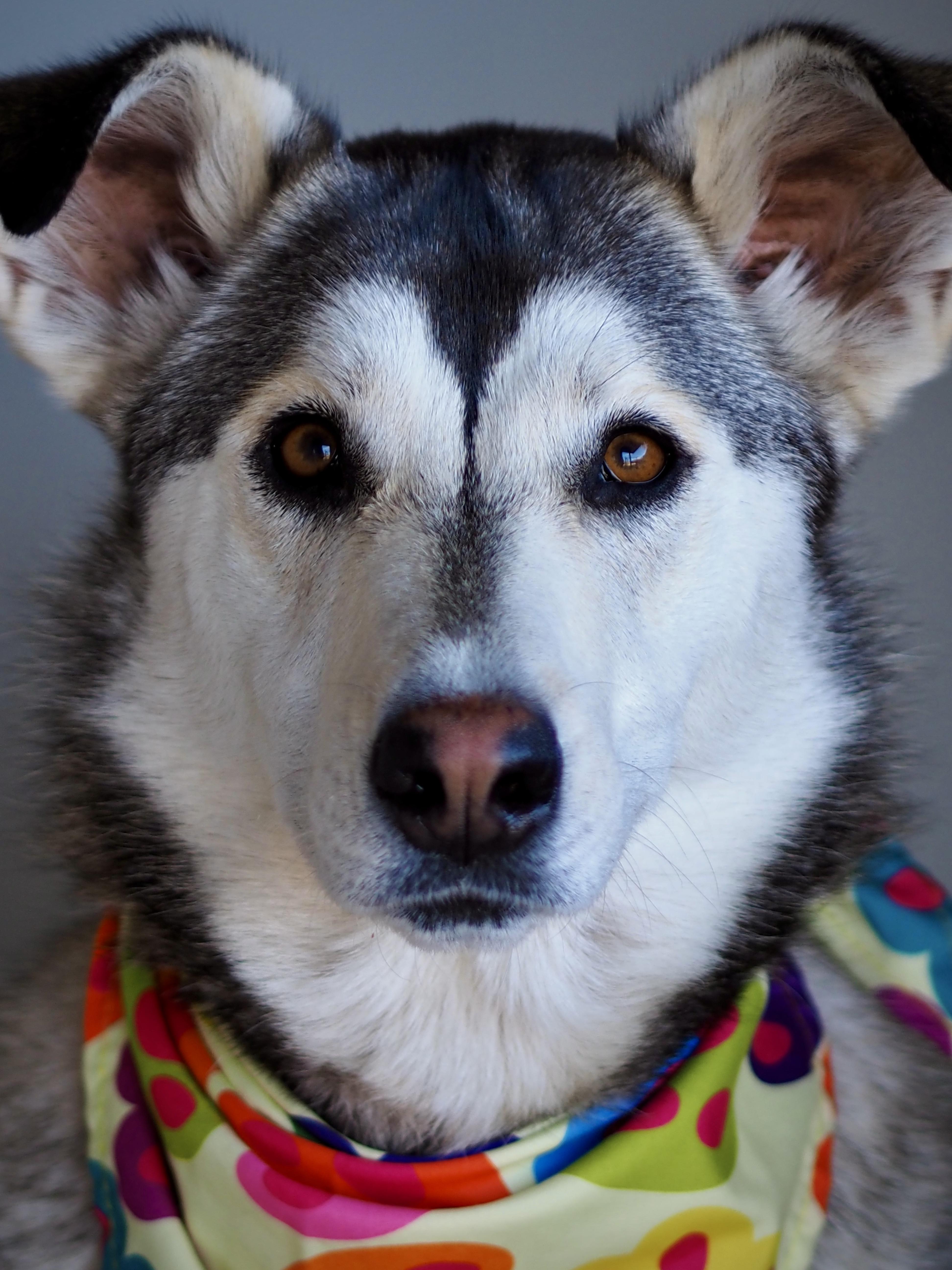 Enlarge Stunnah, a Adoptable mixed breed in Buena Vista, CO image 3/6